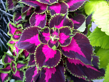 제목이 "Fuchsia and Purple…"인 사진 China Alicia Rivera로, 원작