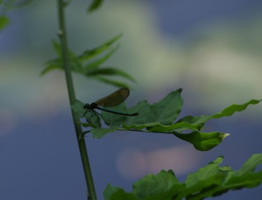Photography titled "Demoiselle" by Muriel Besson-Braem, Original Artwork