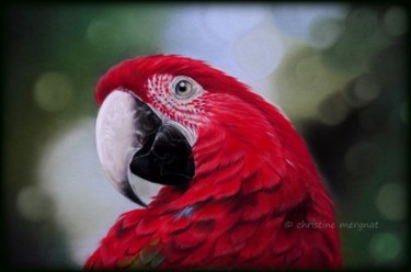 Painting titled "Coco l'Alsacien" by Christine Mergnat, Original Artwork, Pastel
