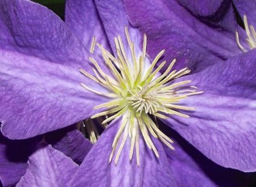 FLOWER VI: "Purple Reigns" - Large Canvas Photography titled "FLOWER VI: "Purple…" by Curtis H. Jones, Original Artwork, Digital Photography Mounted on Wood Stretcher…