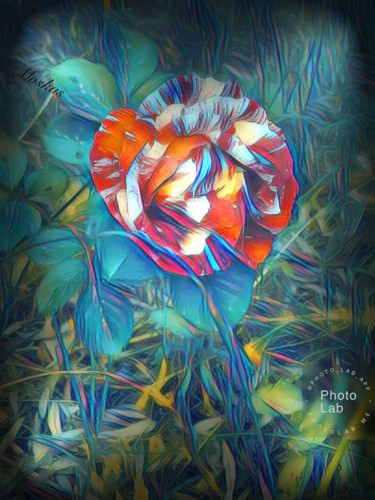 Une rose que j aime