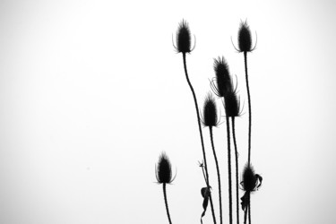 Fotografie getiteld "Distel 1" door Daniel Rohrbach, Origineel Kunstwerk