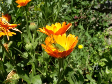 Φωτογραφία με τίτλο "Fiore di Calendula…" από Aurelio Nicolazzo, Αυθεντικά έργα τέχνης