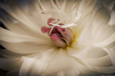 Фотография под названием "Flowers" - Eugene Pitenin, Подлинное произведение искусства