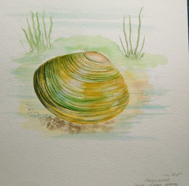 anodonta-moule-eau-douce. aquarelle signée Peinture intitulée "anodonta-moule-eau-…" par Patricia Giroldini Hyvernat, Œuvre d'art originale, Aquarelle