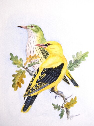 loriots d'Europe - aquarelle originale signée Painting titled "loriots d'Europe -…" by Patricia Giroldini Hyvernat, Original Artwork, Watercolor