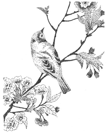 「Moineau du japon」というタイトルの描画 Marine Perretによって, オリジナルのアートワーク, インク
