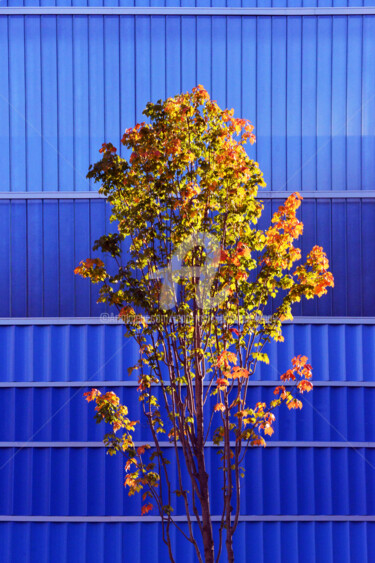 Photographie intitulée "BLEU NUMÉRIQUE" par Jean-Marc Philippe (Jimpy), Œuvre d'art originale, Photographie numérique