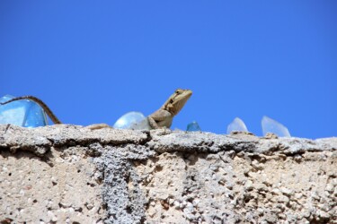 Photographie intitulée "Lézard'oh soleil" par Féemerode, Œuvre d'art originale