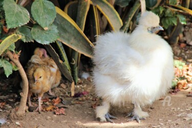 Photographie intitulée "Tite poule hé'clata…" par Féemerode, Œuvre d'art originale