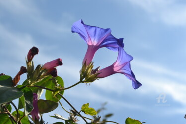 Flowering plant