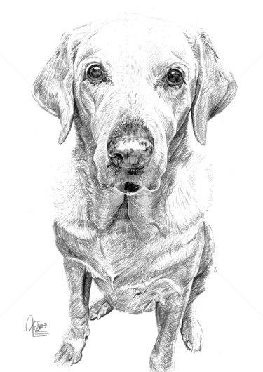 RETRATO REALISTA DE UM CÃO "TOTA" - AMOR FIEL Drawing titled "RETRATO REALISTA DE…" by Flávio Miranda, Original Artwork, Pencil