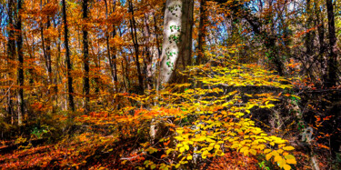 Photographie intitulée "AUTUMN 005 - Limite…" par Gabriel Caneda, Œuvre d'art originale, Photographie numérique Monté sur Al…