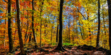 Photographie intitulée "AUTUMN 006 - Limite…" par Gabriel Caneda, Œuvre d'art originale, Photographie numérique Monté sur Al…