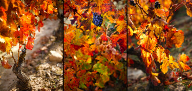 Photographie intitulée "AUTUMN TRIPTYCH 001…" par Gabriel Caneda, Œuvre d'art originale, Photographie numérique Monté sur Al…