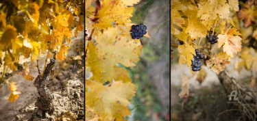 Photographie intitulée "AUTUMN TRIPTYCH 002…" par Gabriel Caneda, Œuvre d'art originale, Photographie numérique Monté sur Al…