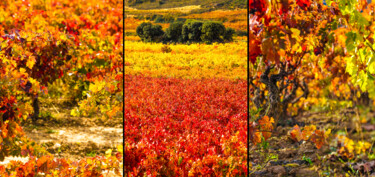 Photographie intitulée "AUTUMN TRIPTYCH 003…" par Gabriel Caneda, Œuvre d'art originale, Photographie numérique Monté sur Al…