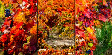 Photographie intitulée "AUTUMN TRIPTYCH 004…" par Gabriel Caneda, Œuvre d'art originale, Photographie numérique Monté sur Al…
