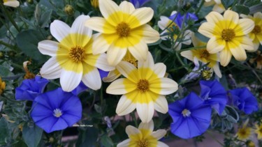 Les fleurs-0732-2017-photo-de-gisele-dalla-longa