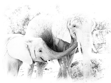 Photographie intitulée "Éléphants-214" par Josy Moderne, Œuvre d'art originale