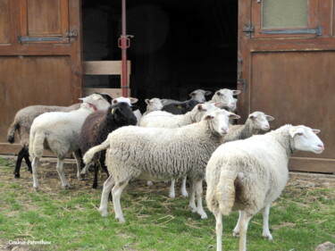 Photographie intitulée "Les moutons des Abe…" par Laure Barlet, Œuvre d'art originale