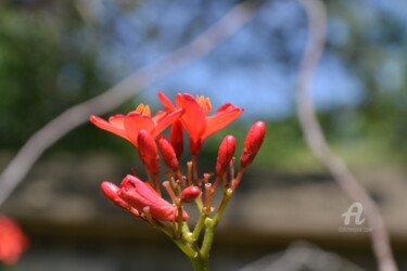 Red flower in secret garden