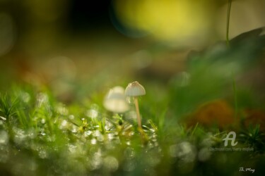 Lumières et transparences -Art-majeur-2018.jpg Photographie intitulée "Lumières et transpa…" par Thierry Magliulo (Th.Mag), Œuvre d'art originale