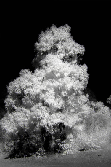 Tree Density Photographie intitulée "Tree Density" par Steevens Hill, Œuvre d'art originale, Autre