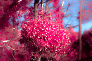 Photographie intitulée "Bouquet" par Steevens Hill, Œuvre d'art originale, Autre