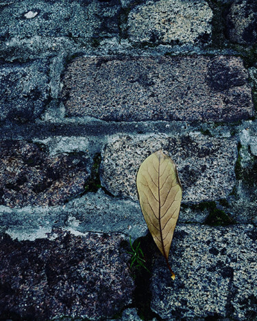 Photographie intitulée "Lost in a Lost World" par Martin Vallis, Œuvre d'art originale, Photographie numérique
