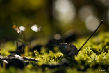 Photographie intitulée "Couleur d' automne.…" par Thierry Magliulo (Th.Mag), Œuvre d'art originale
