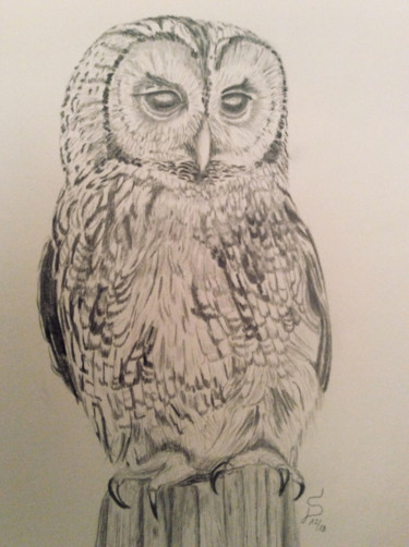 Zeichnungen mit dem Titel "chouette---waldkauz" von Stefan Dhein, Original-Kunstwerk, Bleistift