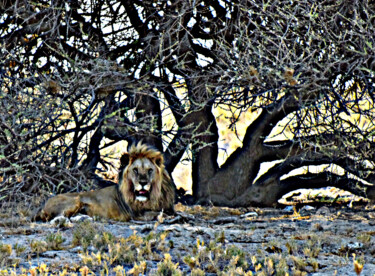 Photographie intitulée "NAMIBIE 8" par Denis Poutet, Œuvre d'art originale