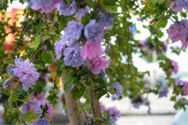 Фотография под названием "Italian Flowers" - Nikolay Biryukov, Подлинное произведение искусства