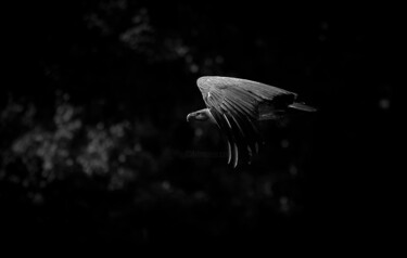 Photographie intitulée "le vautour" par Pascal Pierre, Œuvre d'art originale