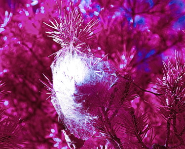 Photographie intitulée "Cocoon" par Steevens Hill, Œuvre d'art originale, Photographie numérique