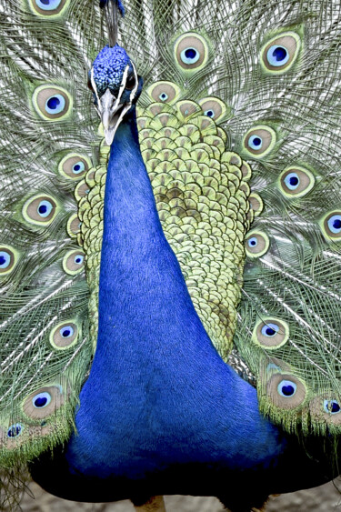 Fotografie getiteld "Pavone" door Angelo Mazzoleni, Origineel Kunstwerk