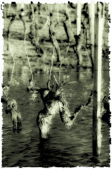 제목이 "vigne-en-soufrance-…"인 사진 Stephen Clement로, 원작