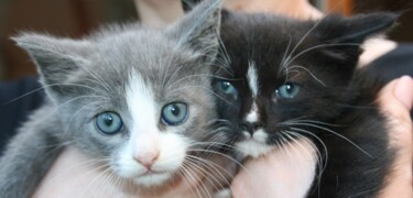 Photography titled "Two-small-souls" by Sorin Niculae Lazar, Original Artwork