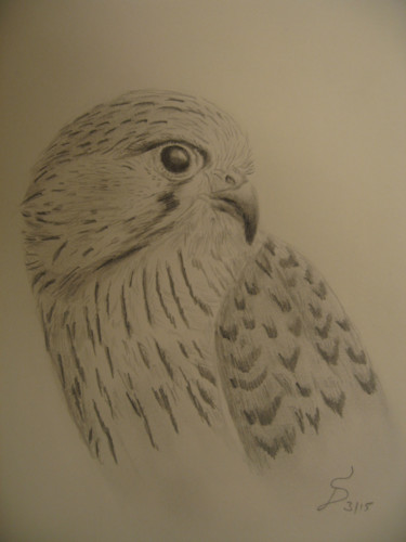 Zeichnungen mit dem Titel "le faucon / Der Fal…" von Stefan Dhein, Original-Kunstwerk, Bleistift