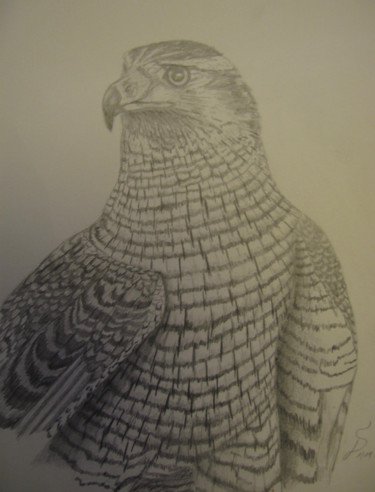 Zeichnungen mit dem Titel "L'autour / Habicht" von Stefan Dhein, Original-Kunstwerk, Bleistift