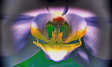 Throat Photographie intitulée "Throat" par Steevens Hill, Œuvre d'art originale, Autre