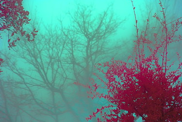 Photographie intitulée "Red Limit in Wood" par Steevens Hill, Œuvre d'art originale, Autre