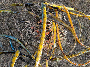 Photographie intitulée "Crayonnée 0441-103" par Sylvie Dessert (Syl), Œuvre d'art originale, Photographie numérique