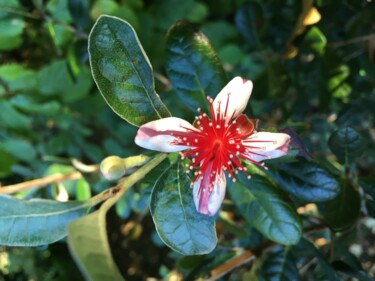 Photographie intitulée "Fleur de goyavier" par Jean Barace, Œuvre d'art originale, Photographie numérique
