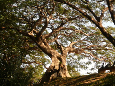 Photographie intitulée "Arbre Inde" par Lonicera, Œuvre d'art originale