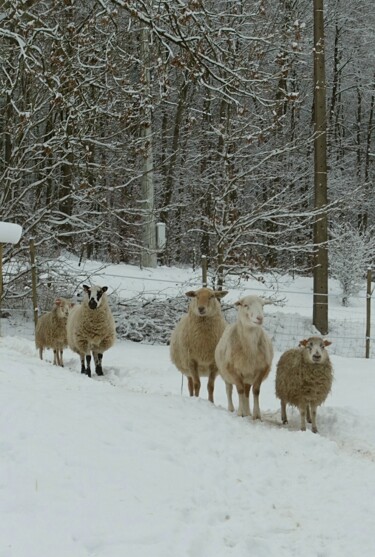 "Moutons curieux.…" başlıklı Fotoğraf Janie B. tarafından, Orijinal sanat