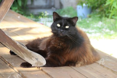 Photographie intitulée "Chat'dore" par Féemerode, Œuvre d'art originale