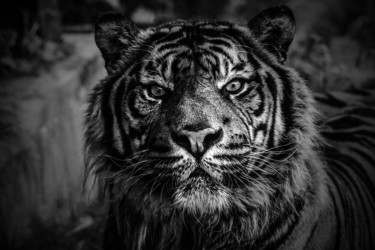 摄影 标题为“Tigre” 由Jean Charles Ouvrard, 原创艺术品, 数码摄影 安装在铝上