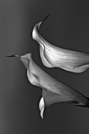 Photography titled "Calla Lilies" by Bavosi Photoart, Original Artwork, Digital Photography